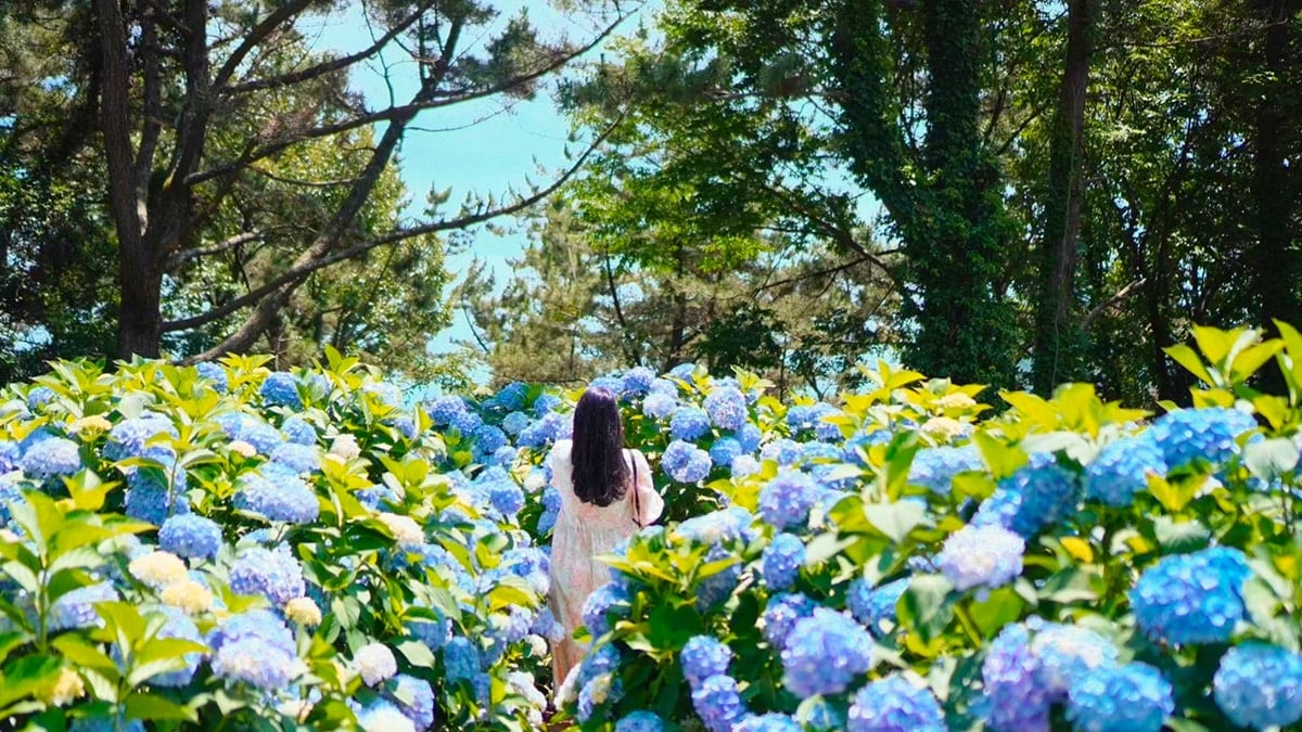 거제 수국동산 거제 수국동산