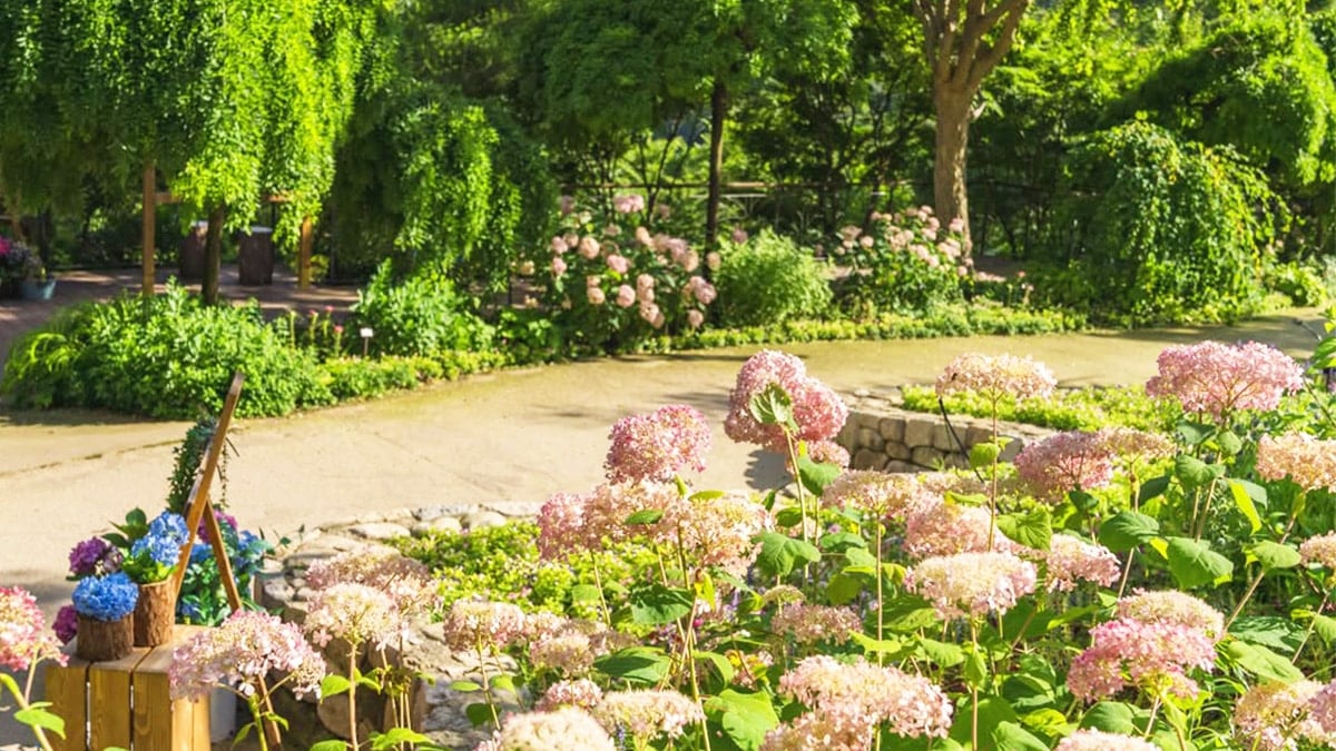화담숲 미국 수국