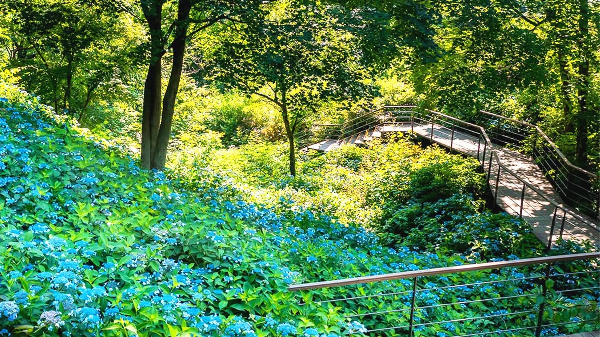 화담숲 여름 수국 축제 