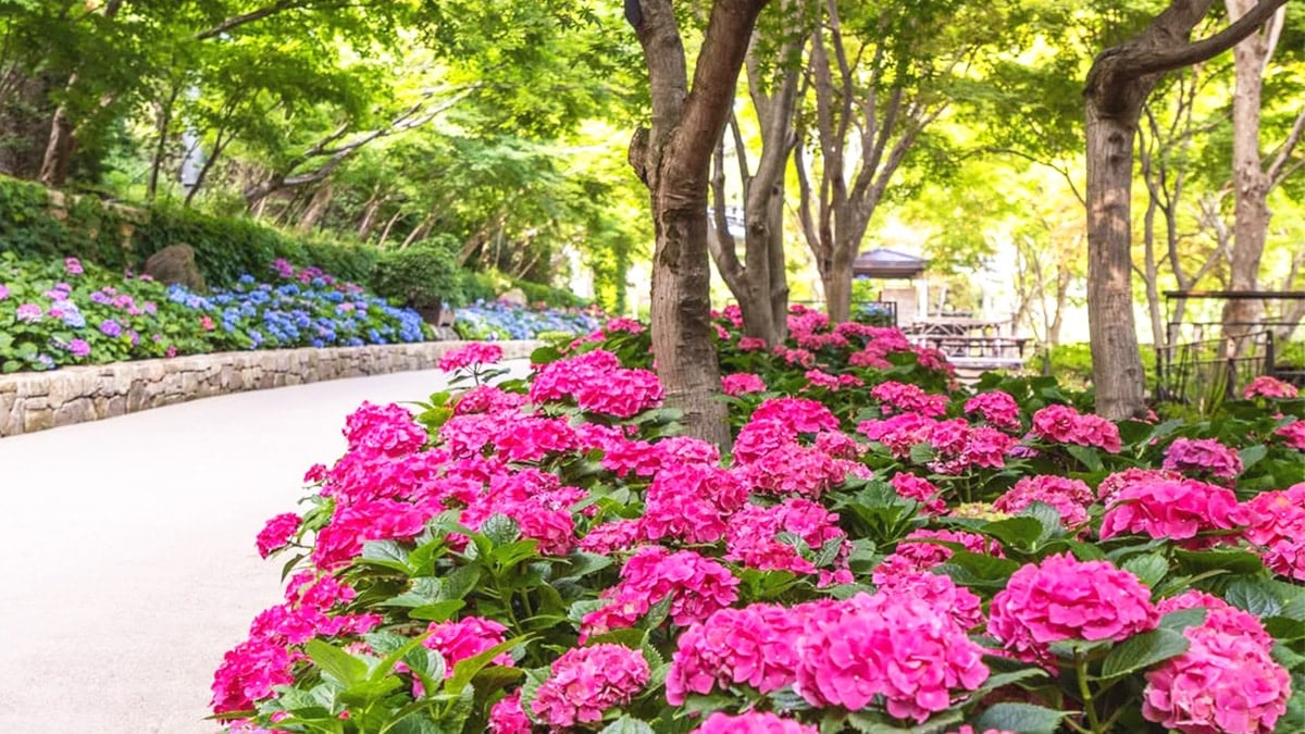 화담숲 수국 축제