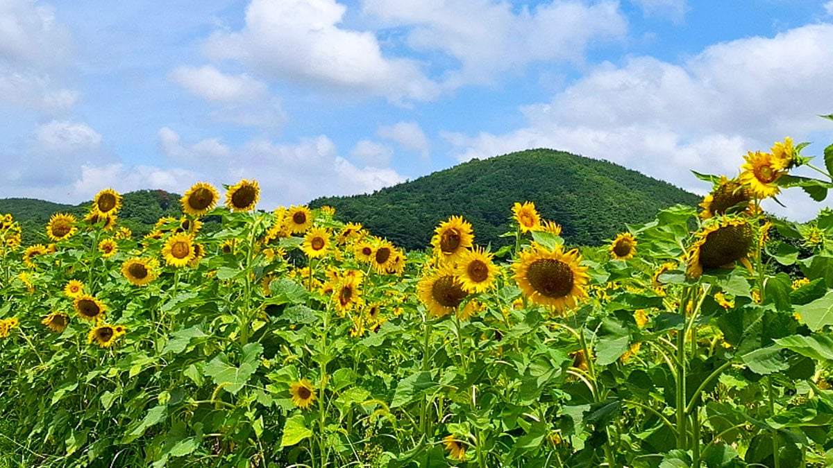 경주 해바라기 경주 해바라기