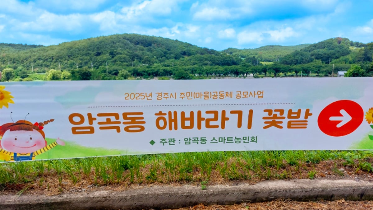 경주 암곡동 해바라기 경주 암곡동 해바라기