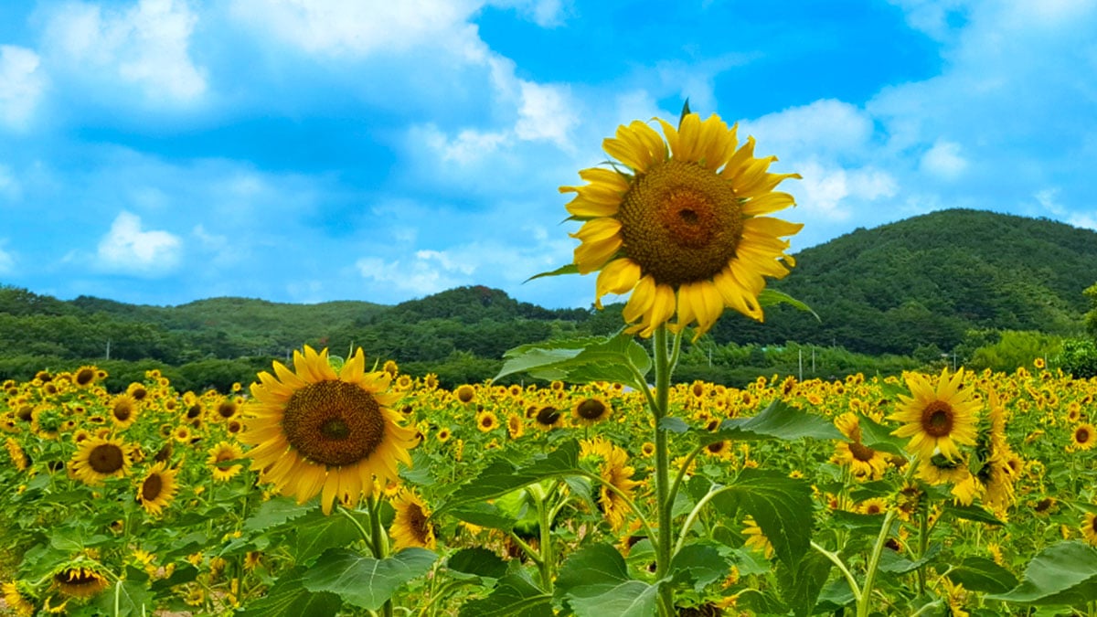 암곡동 해바라기 암곡동 해바라기