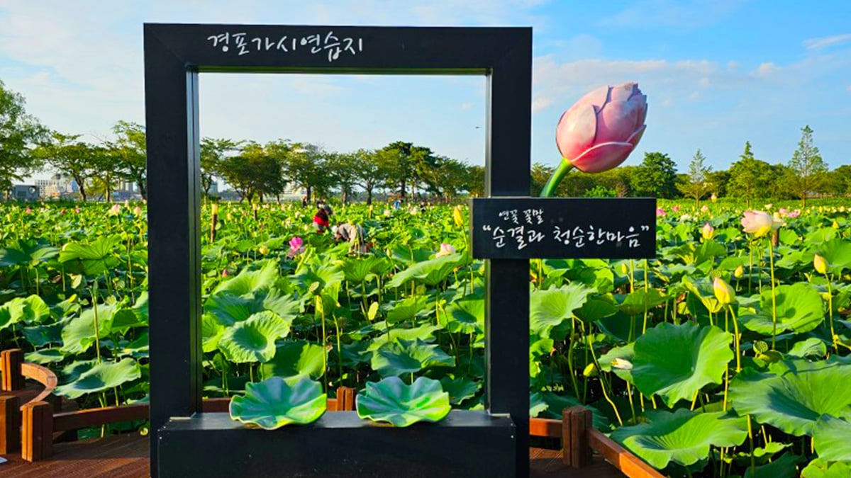 강원도 경포 가시연습지 강원도 경포 가시연습지