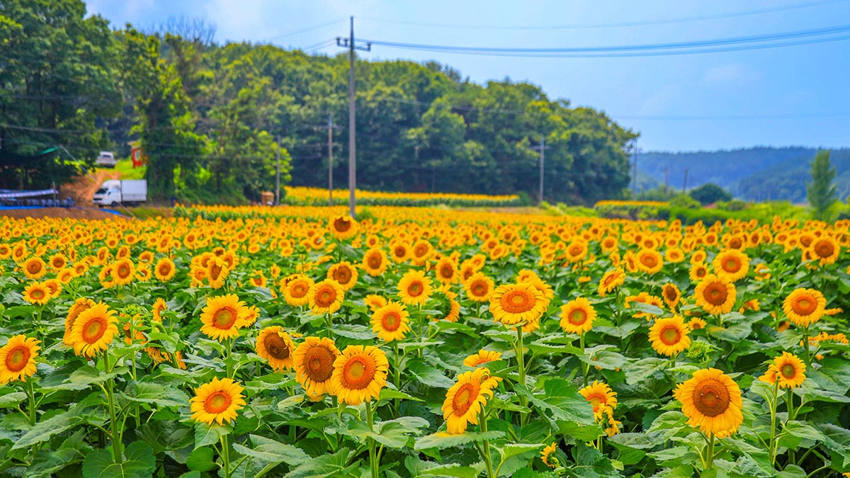 서산 해바라기 명소 서산 해바라기 명소