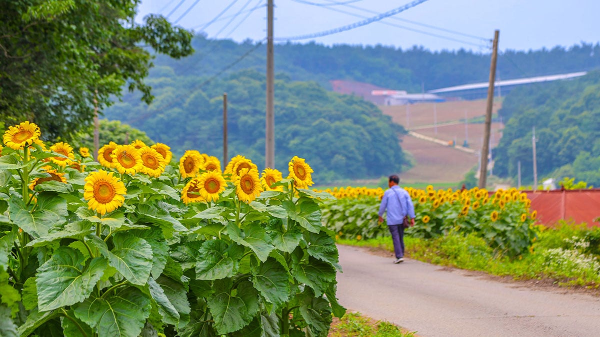 서산 해바라기길 서산 해바라기길