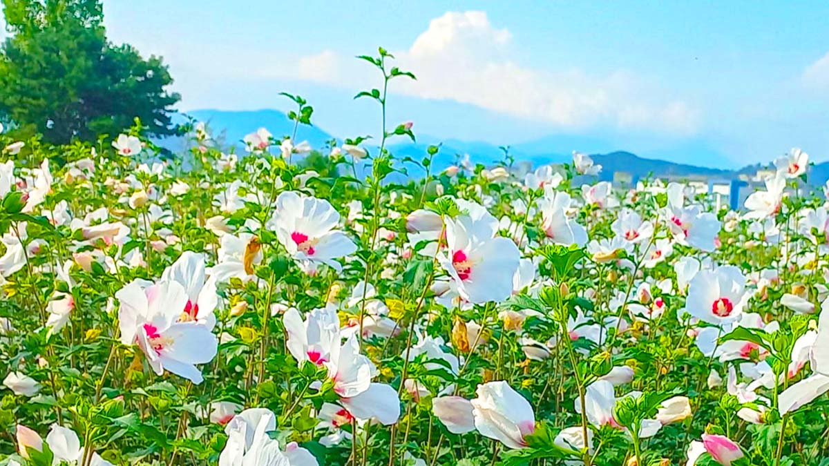 장성 무궁화 명소 장성 무궁화 명소
