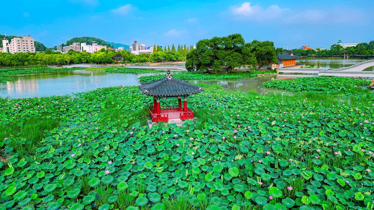 덕진공원 연꽃 전경