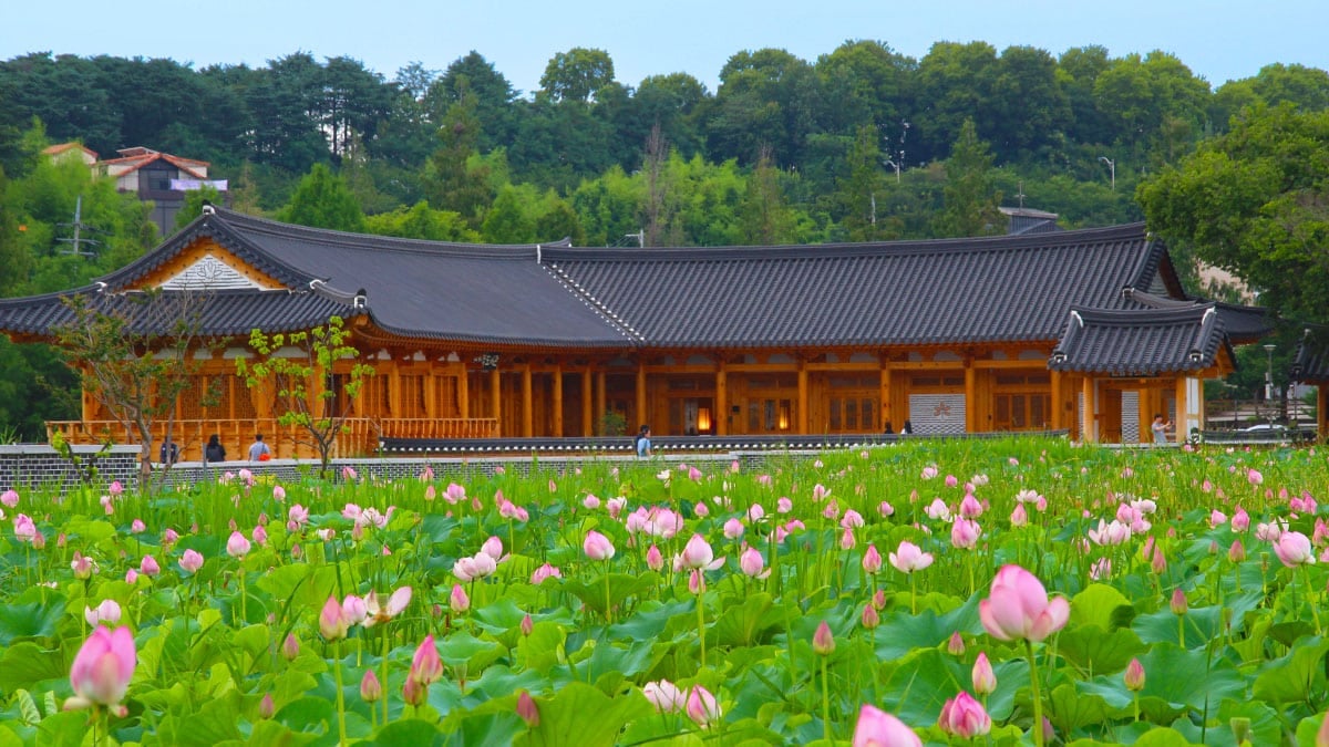 전주 덕진공원 연꽃 밭