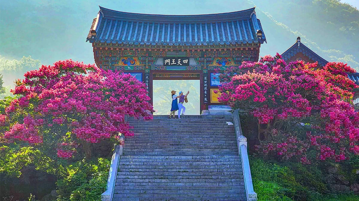 표충사 배롱나무 표충사 배롱나무