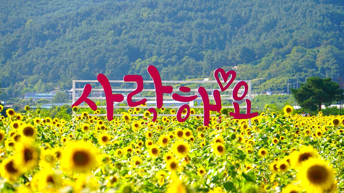 밀양 산외면 해바라기 꽃단지 밀양 산외면 해바라기 꽃단지