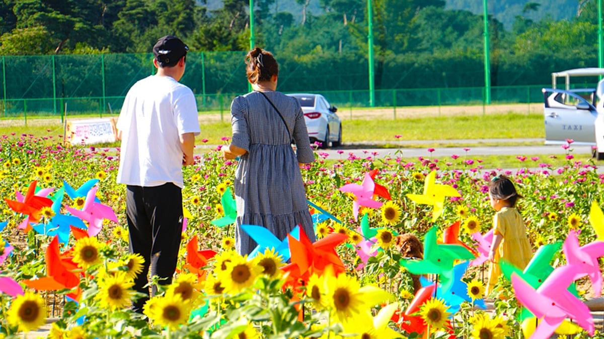 밀양 산외면 해바라기 밭 밀양 산외면 해바라기 밭