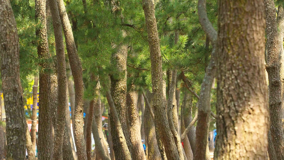 상주은모래비치 소나무 상주은모래비치 소나무