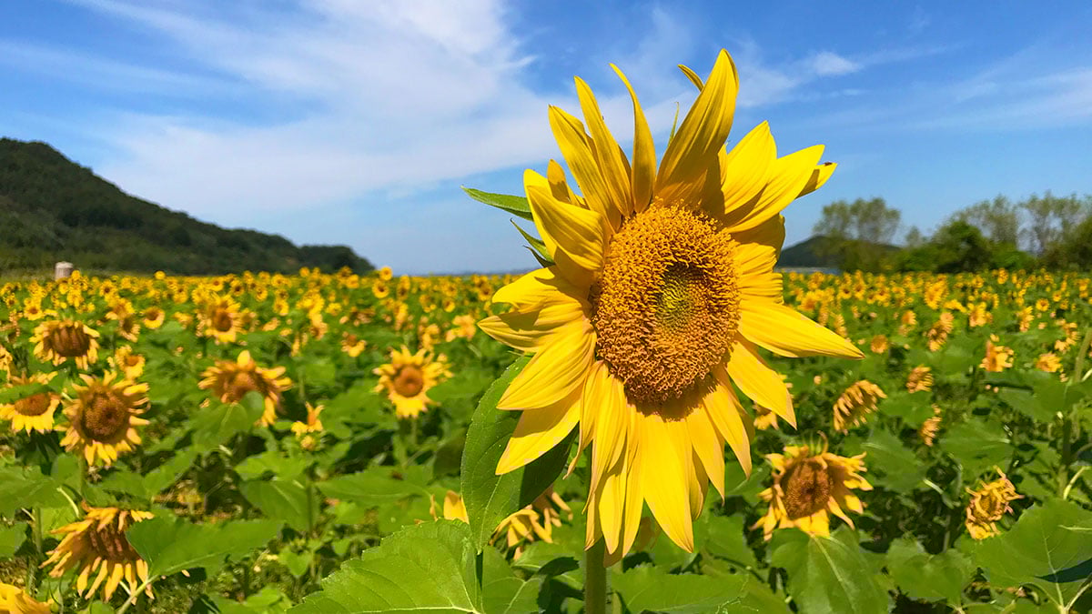 난정리 해바라기 난정리 해바라기