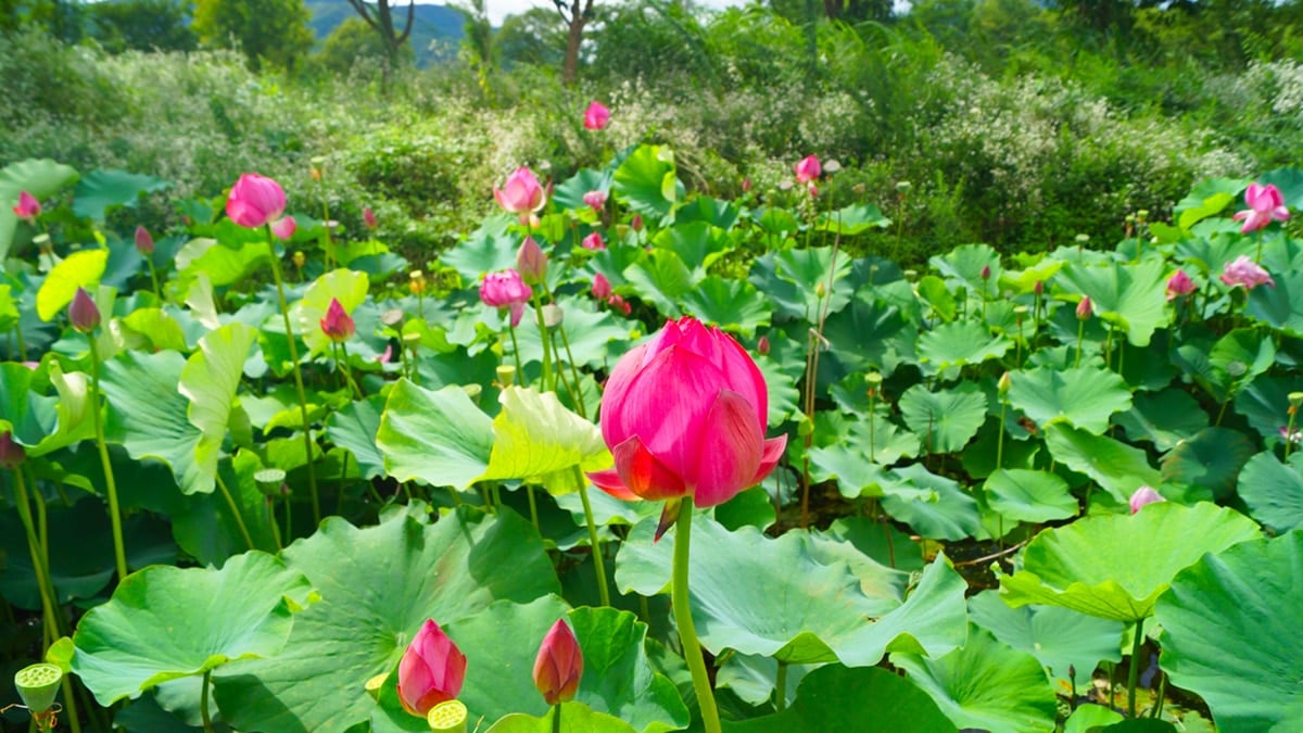 팔당물안개공원 연꽃