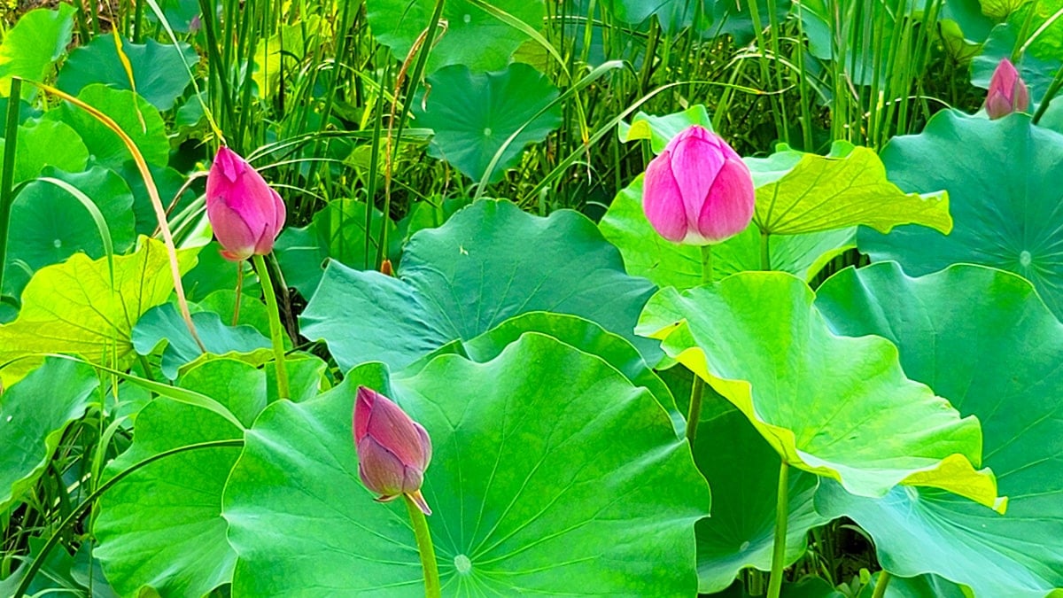 광주 팔당물안개공원 연꽃