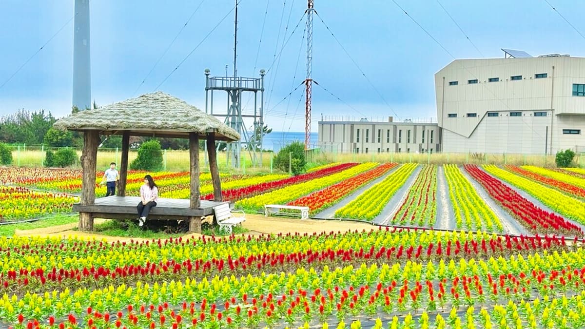 호미곶 맨드라미 꽃밭 호미곶 맨드라미 꽃밭
