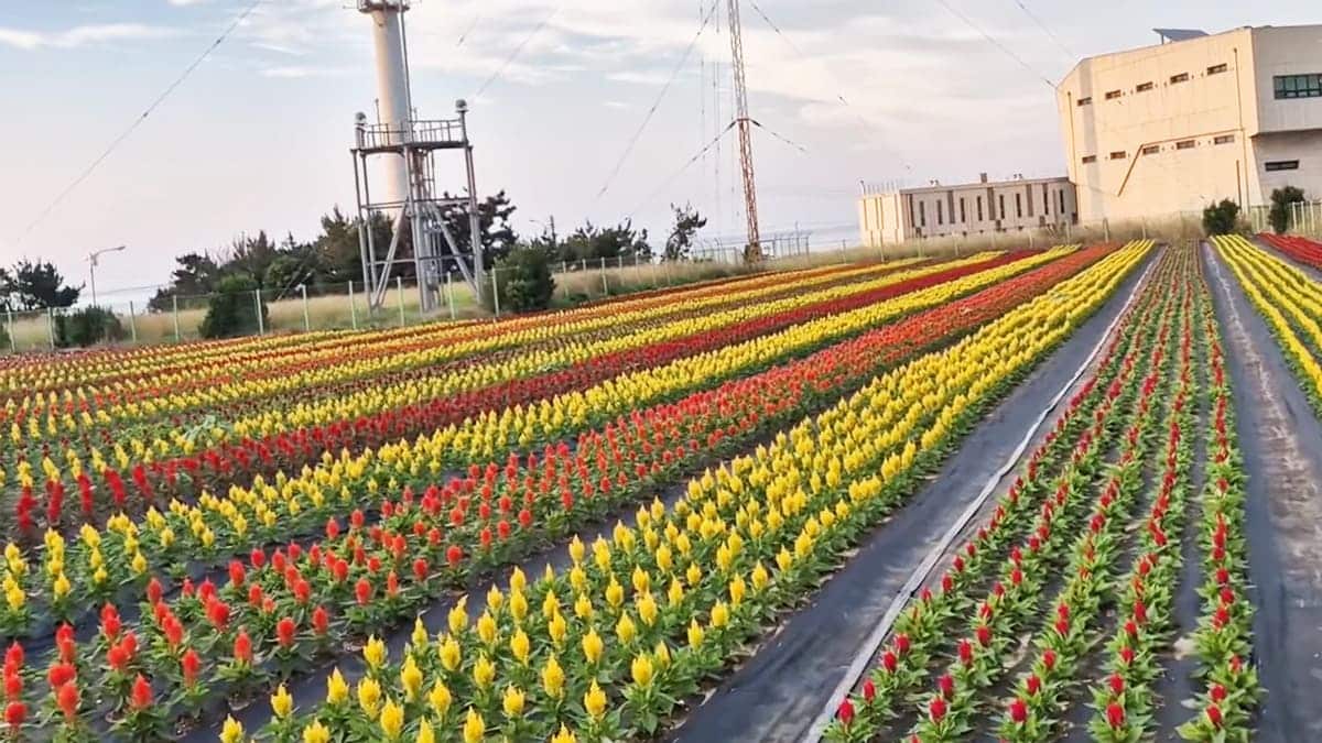 호미곶 맨드라미 호미곶 맨드라미