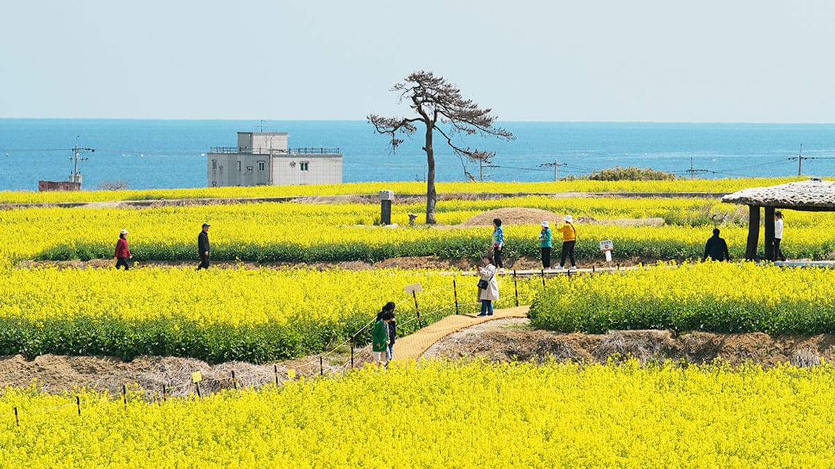 호미곶 유채꽃밭 호미곶 유채꽃밭