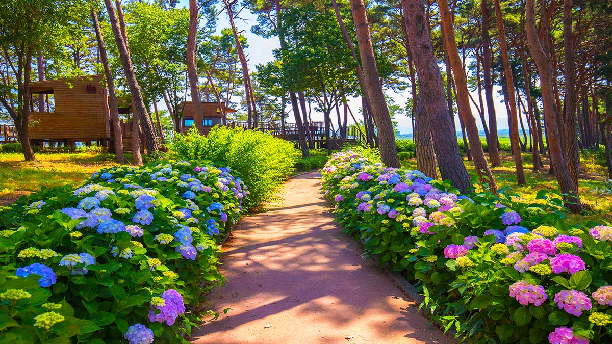 서산 수국