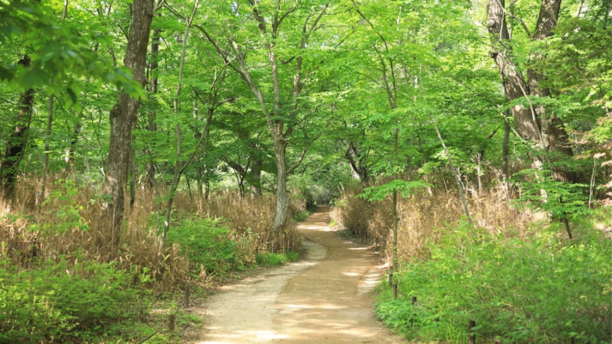 속리산 세조길 모습 속리산 세조길 모습