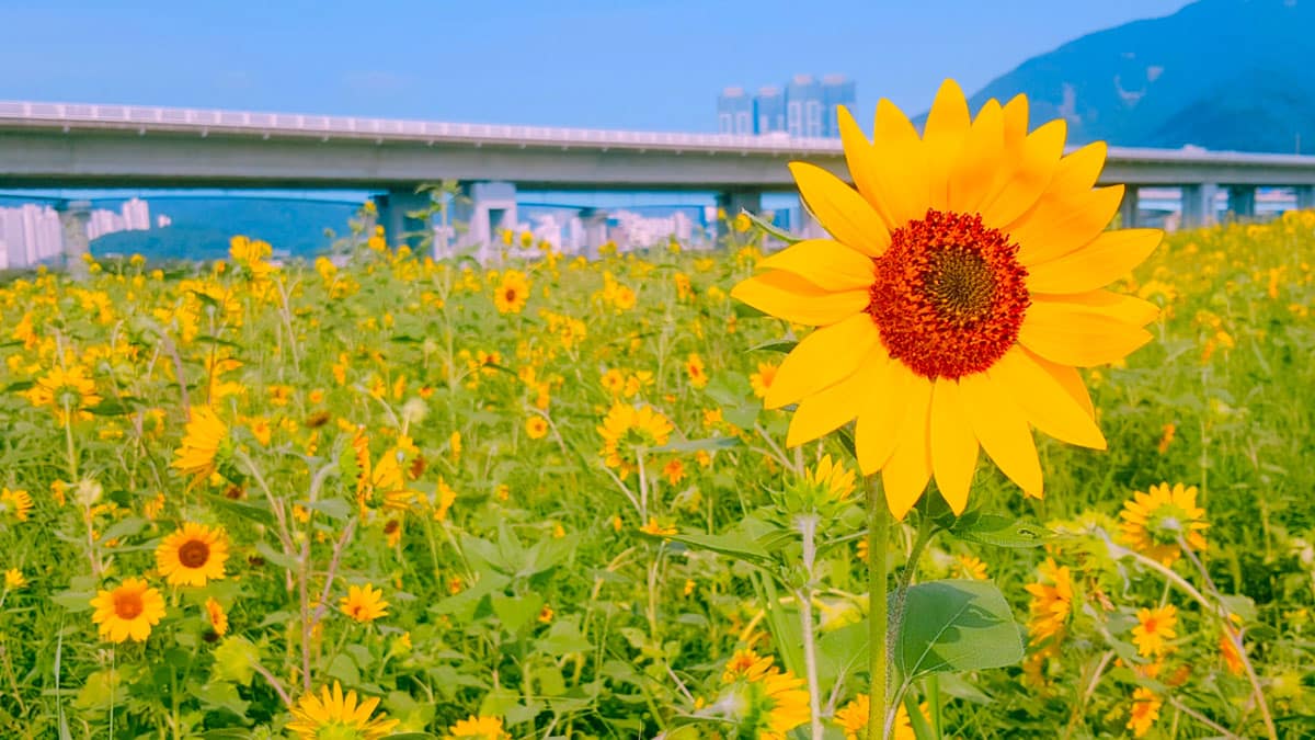 대저생태공원 해바라기