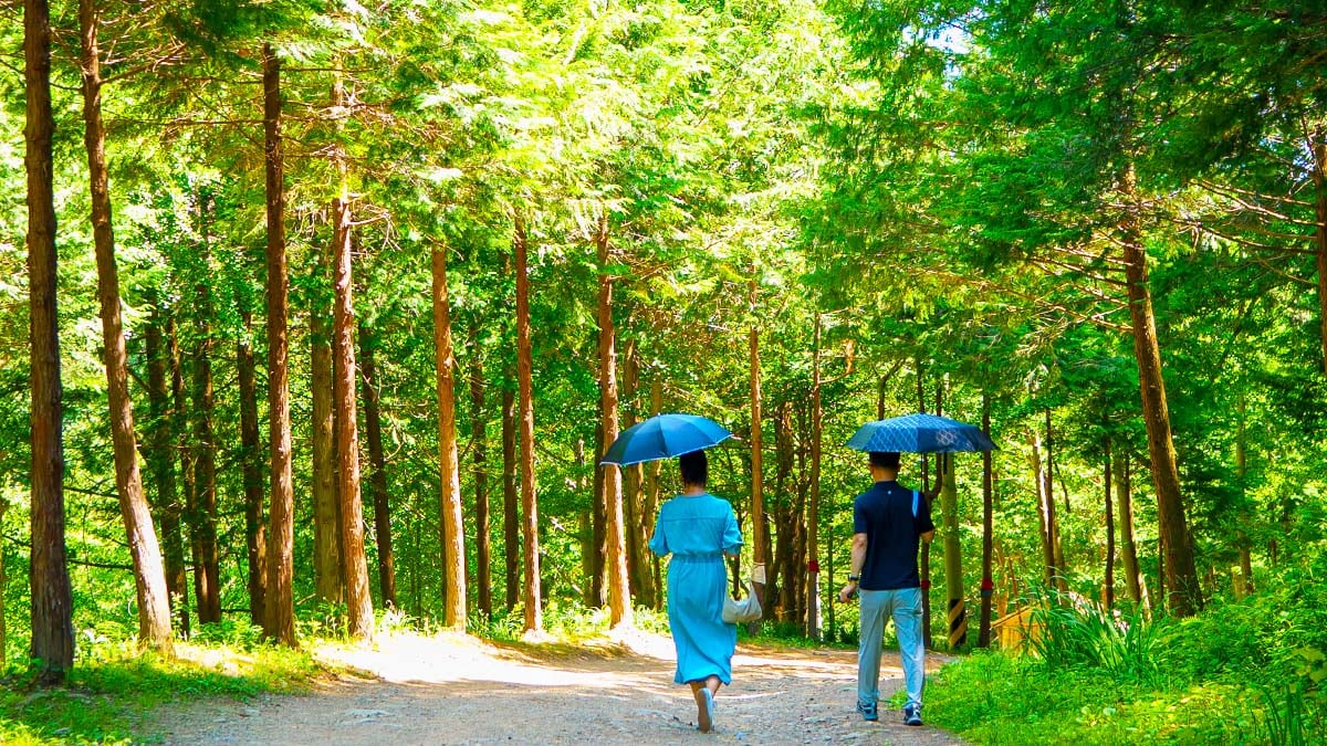 상관편백숲 편백나무 상관편백숲 편백나무