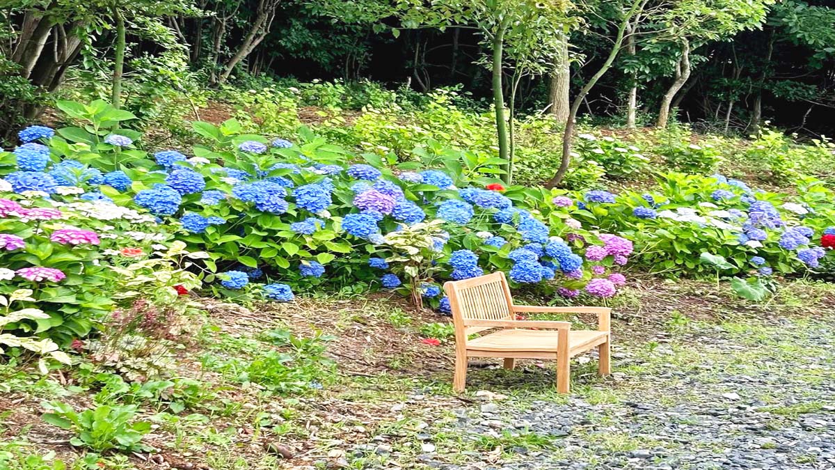 산이정원 수국 산이정원 수국
