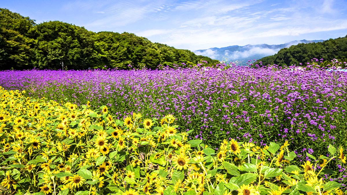 함양 상림공원 꽃밭 함양 상림공원 꽃밭