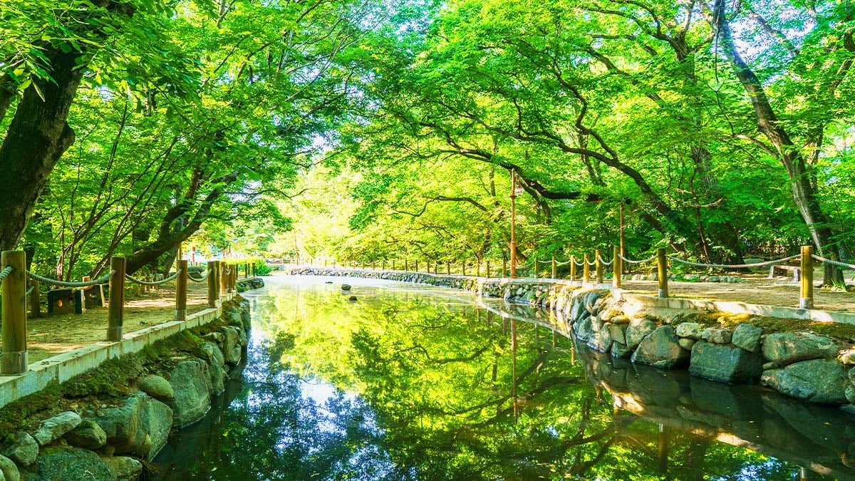 함양 상림공원 숲 함양 상림공원 숲