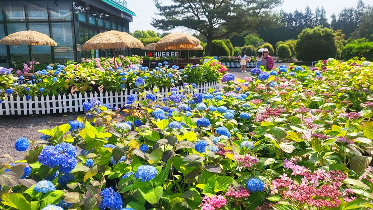 휴애리 수국 축제 모습 휴애리 수국 축제 모습