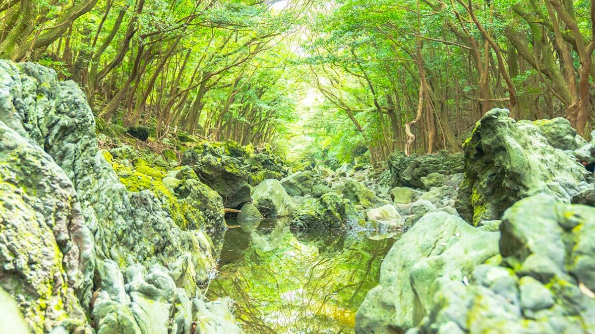 제주 머체왓 제주 머체왓