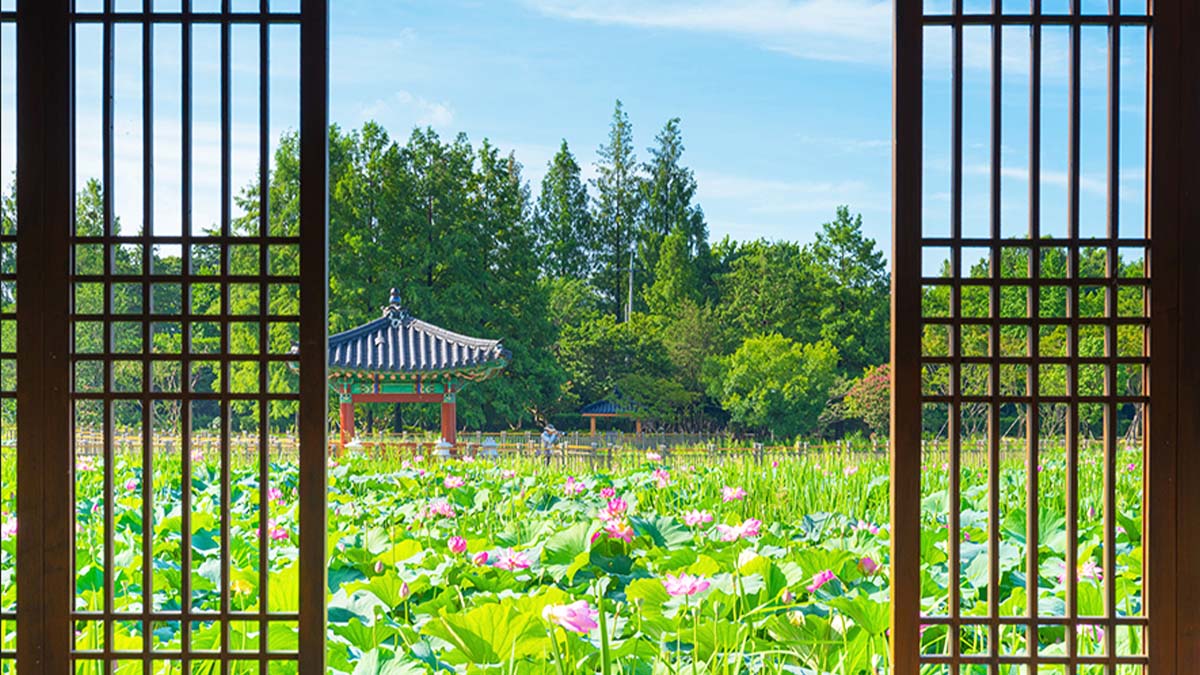 연화정도서관에서 보는 연꽃 연화정도서관에서 보는 연꽃