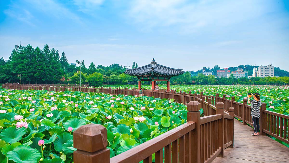 덕진공원 연꽃 산책길 덕진공원 연꽃 산책길