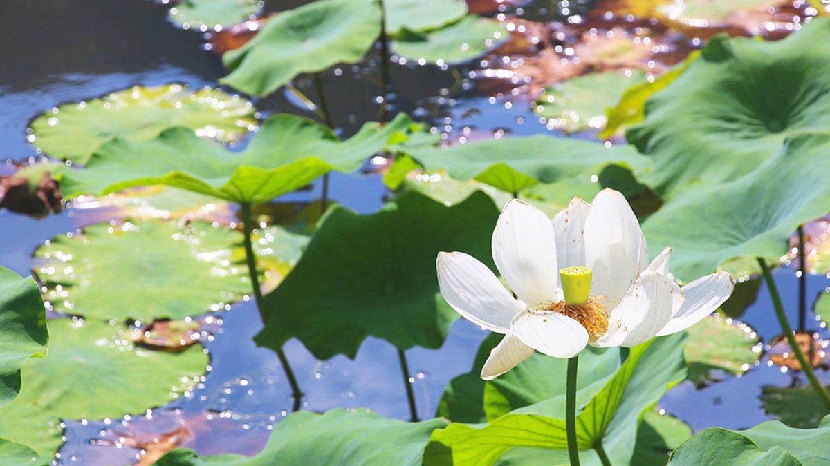 수선사 연꽃 수선사 연꽃