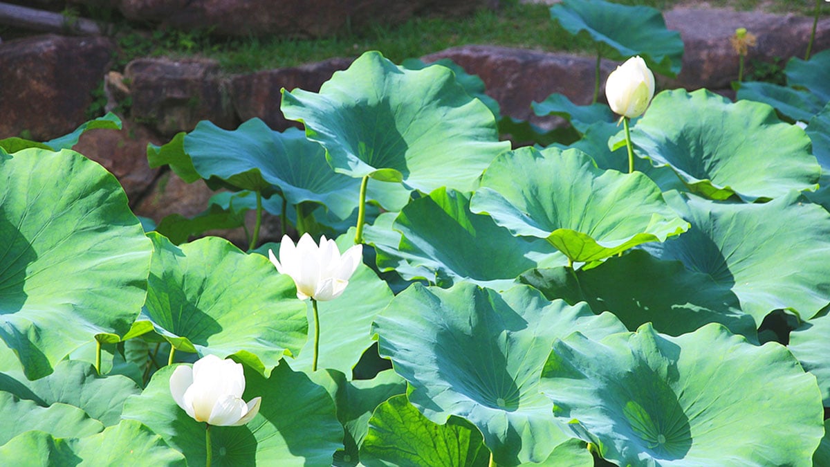 산청 수선사 연꽃 산청 수선사 연꽃