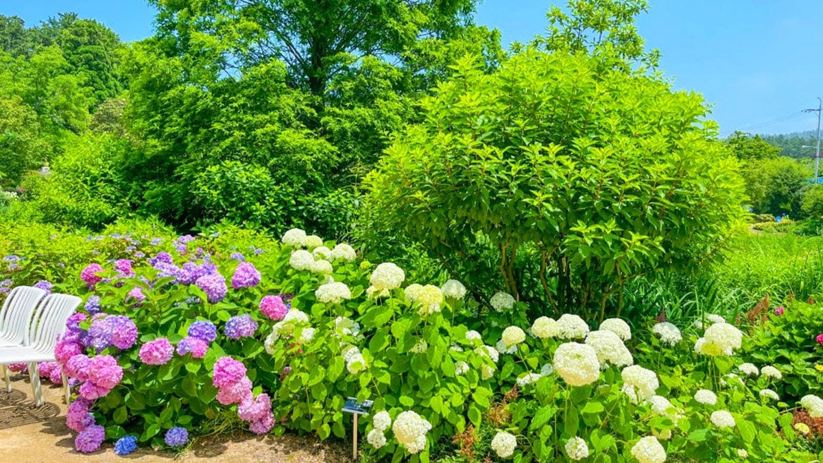 천리포수목원 꽃 천리포수목원 꽃