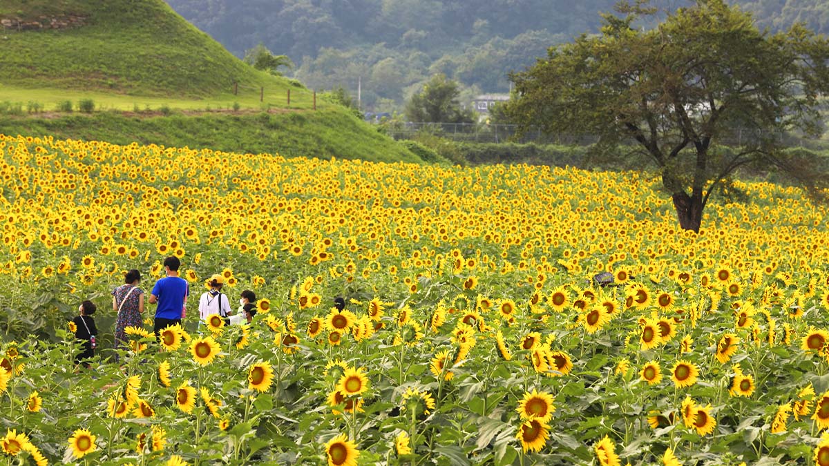 통일해바라기 축제 통일해바라기 축제
