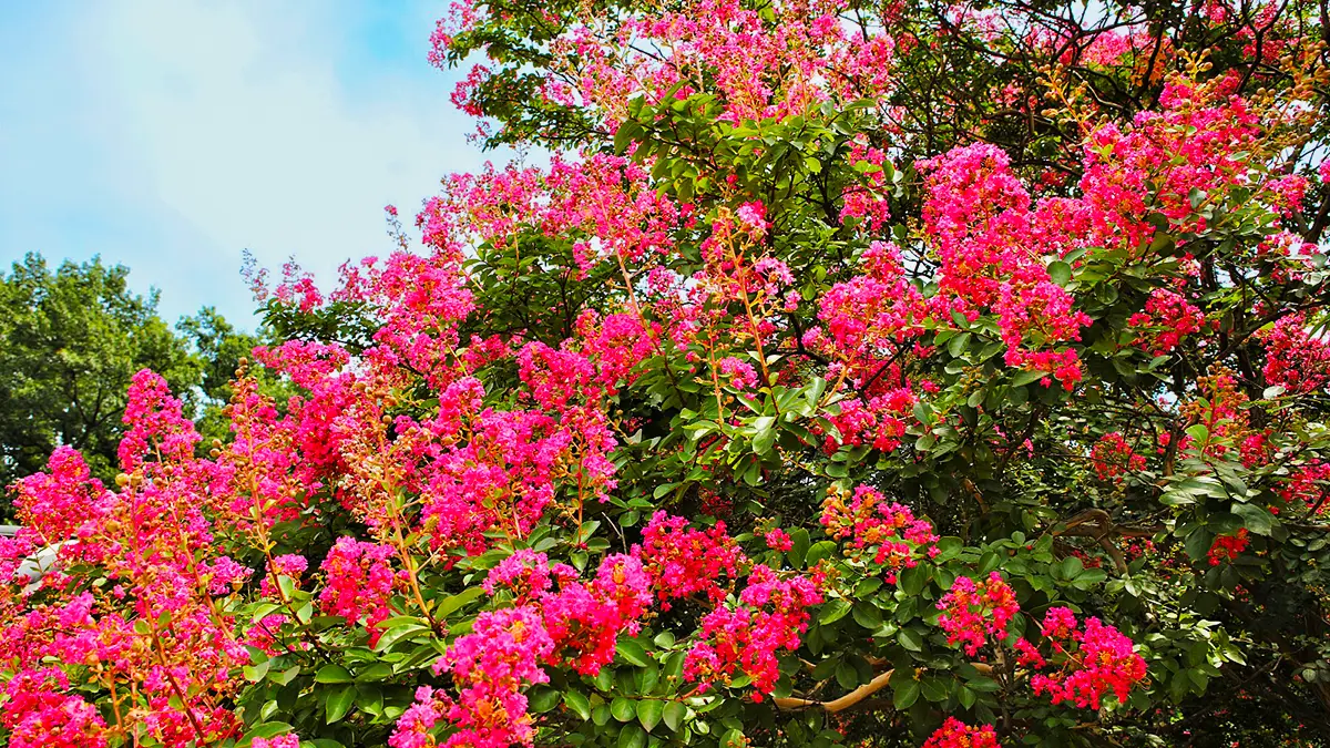 충곡서원 배롱나무