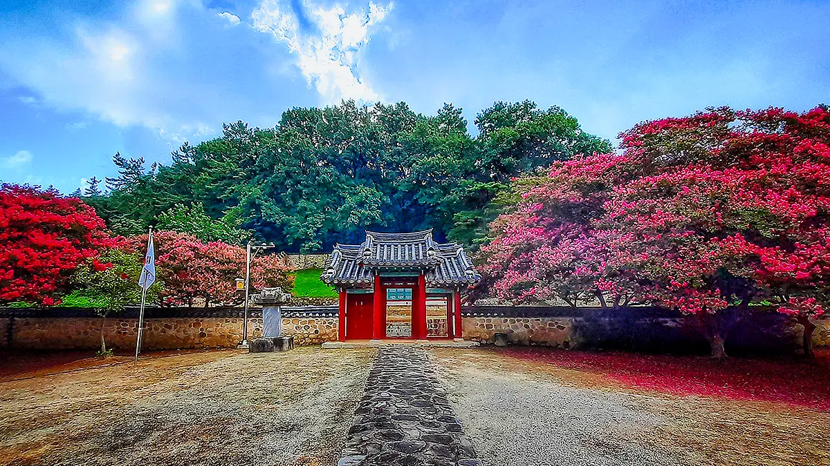 충곡서원 배롱나무 전체