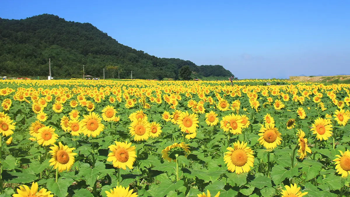 강화 교동도 난정 해바라기 정원