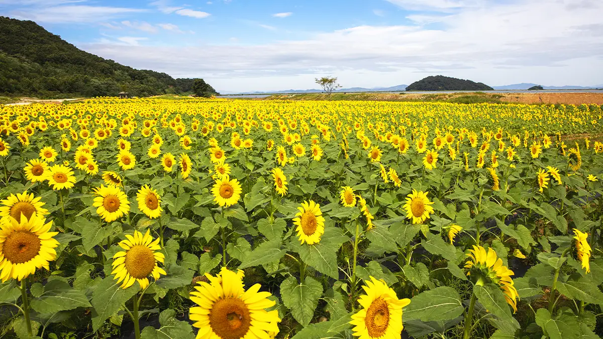 교동도 난정 해바라기 정원 축제