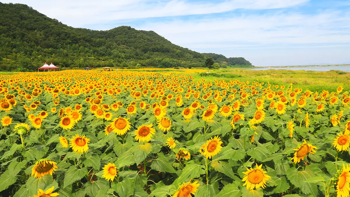 교동도 난정 해바라기 정원 모습