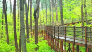 경기도 잣향기푸른숲 산책로