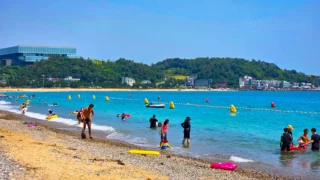 관성솔밭해변 피서객