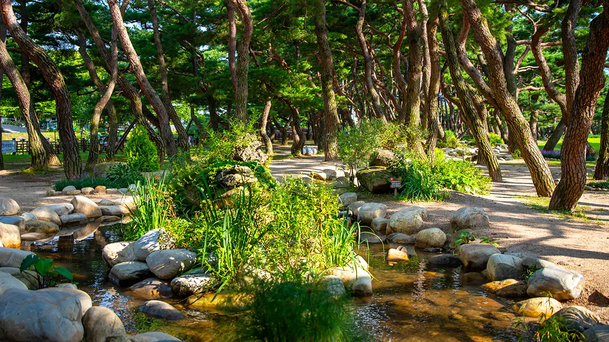 제천 의림지 솔밭공원
