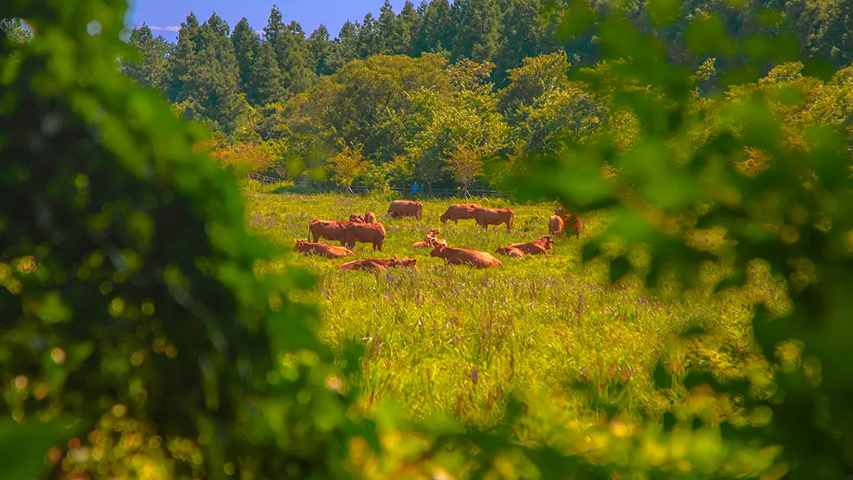물영아리오름 소 물영아리오름 소