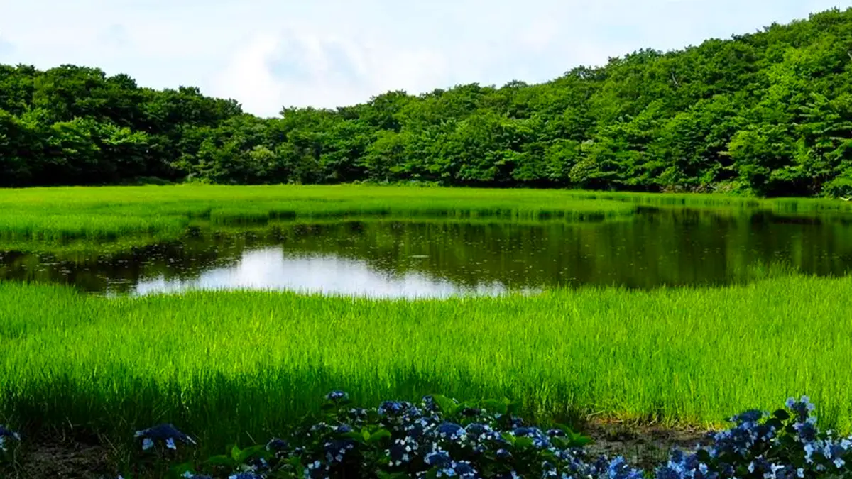 물영아리오름 습지 물영아리오름 습지