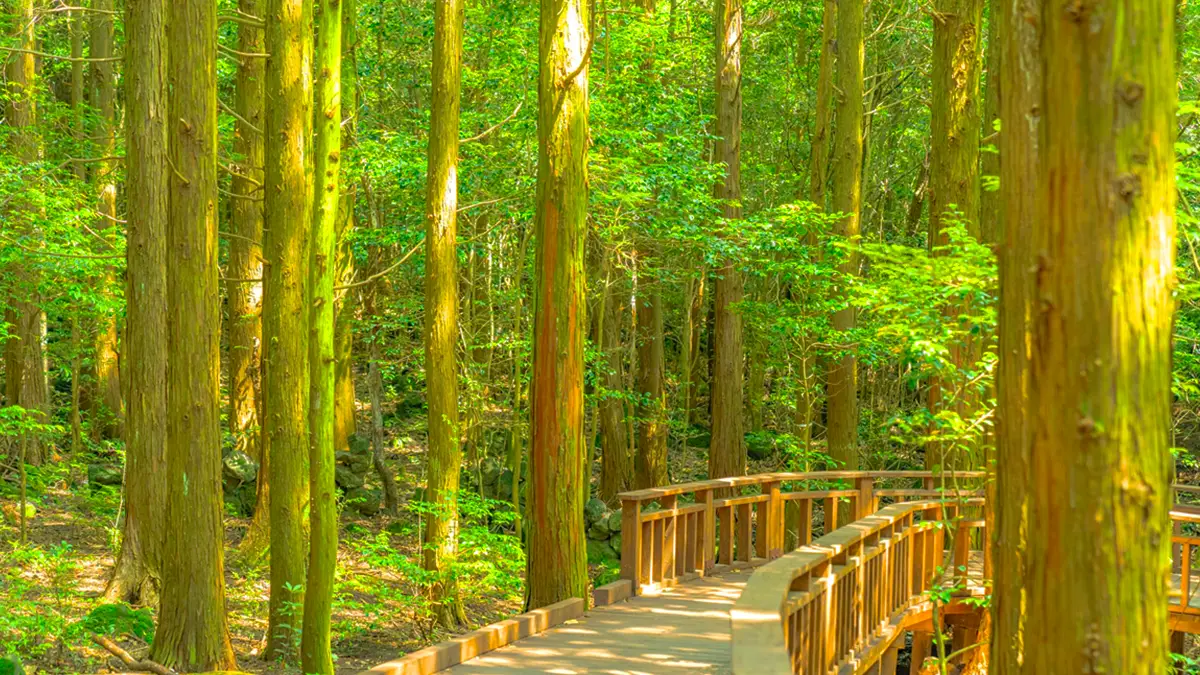 서귀포 치유의숲
