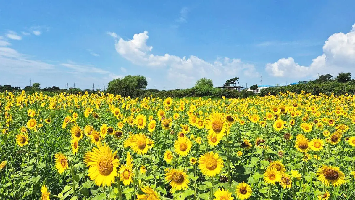 단 2주만 볼 수 있어요\, image size:1200x675